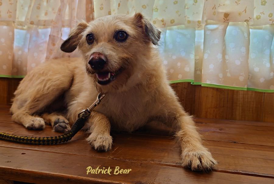 攝香咖啡館︱如同回家般溫暖的草屯寵物友善咖啡廳，義大利麵&甜點很優質～111初訪~