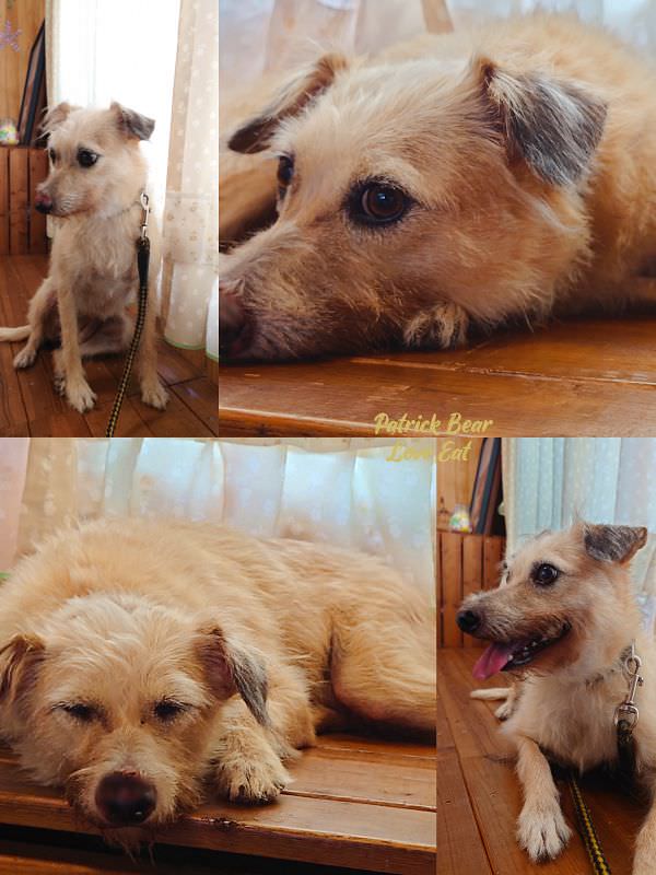 攝香咖啡館︱如同回家般溫暖的草屯寵物友善咖啡廳，義大利麵&甜點很優質～111初訪~