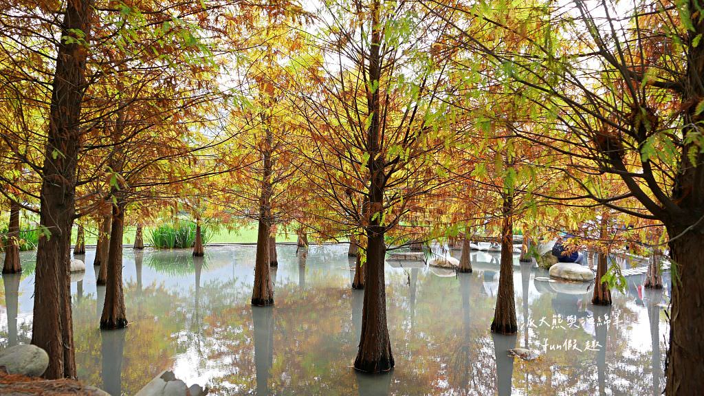 臺中后里泰安落羽松。羽粼落羽松｜冬季限定的落羽松秘境、交錯漸層色彩倒映湖面如詩又如畫～大約12月開始變色!