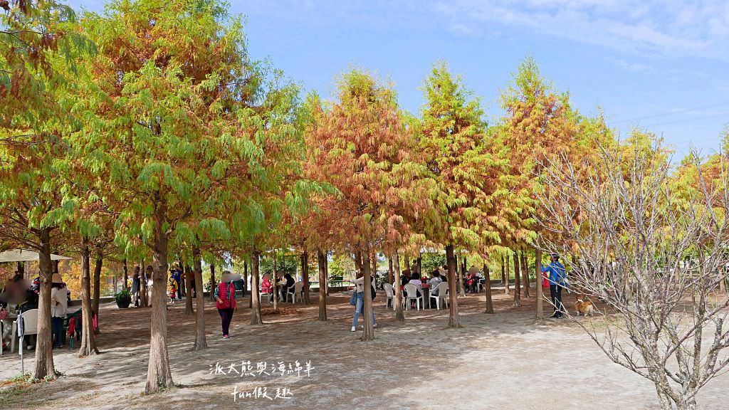 臺中后里泰安落羽松。羽粼落羽松｜冬季限定的落羽松秘境、交錯漸層色彩倒映湖面如詩又如畫～大約12月開始變色!