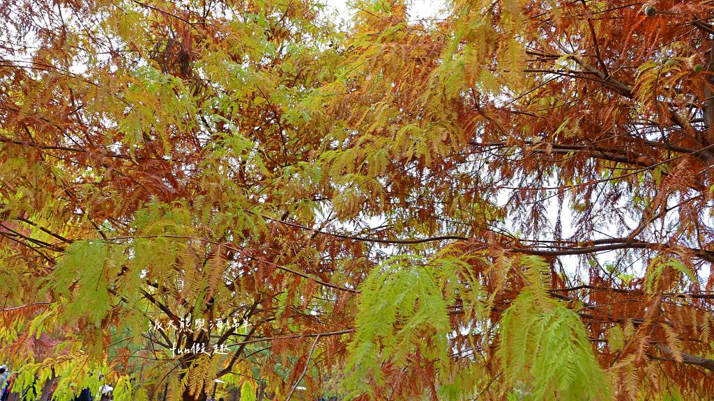 臺中后里泰安落羽松。羽粼落羽松｜冬季限定的落羽松秘境、交錯漸層色彩倒映湖面如詩又如畫～大約12月開始變色!