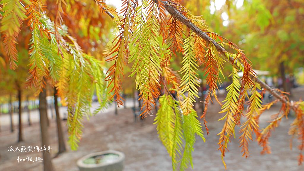 臺中后里泰安落羽松。羽粼落羽松｜冬季限定的落羽松秘境、交錯漸層色彩倒映湖面如詩又如畫～大約12月開始變色!