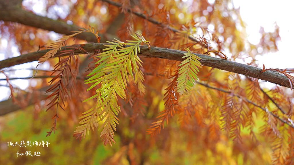 臺中后里泰安落羽松。羽粼落羽松｜冬季限定的落羽松秘境、交錯漸層色彩倒映湖面如詩又如畫～大約12月開始變色!