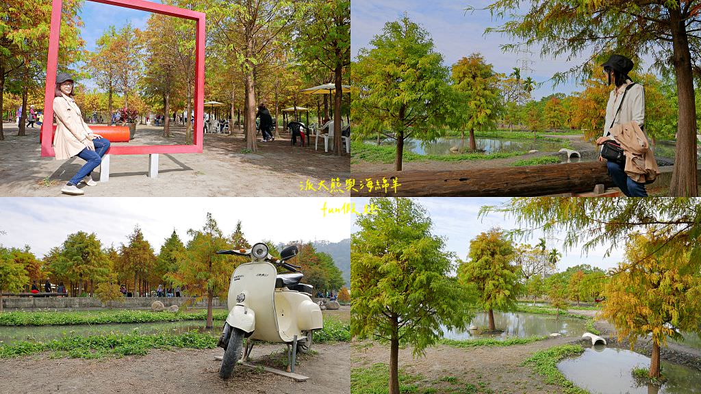 臺中后里泰安落羽松。羽粼落羽松｜冬季限定的落羽松秘境、交錯漸層色彩倒映湖面如詩又如畫～大約12月開始變色!