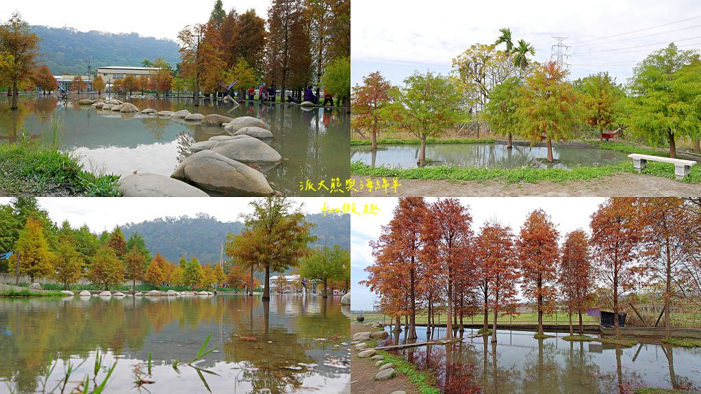 臺中后里泰安落羽松。羽粼落羽松｜冬季限定的落羽松秘境、交錯漸層色彩倒映湖面如詩又如畫～大約12月開始變色!