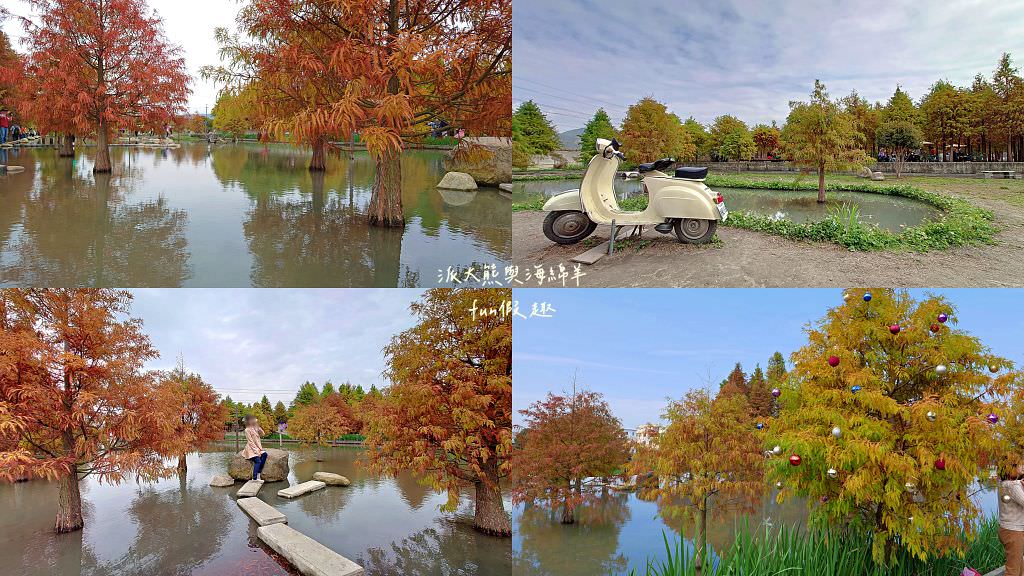 臺中后里泰安落羽松。羽粼落羽松｜冬季限定的落羽松秘境、交錯漸層色彩倒映湖面如詩又如畫～大約12月開始變色!