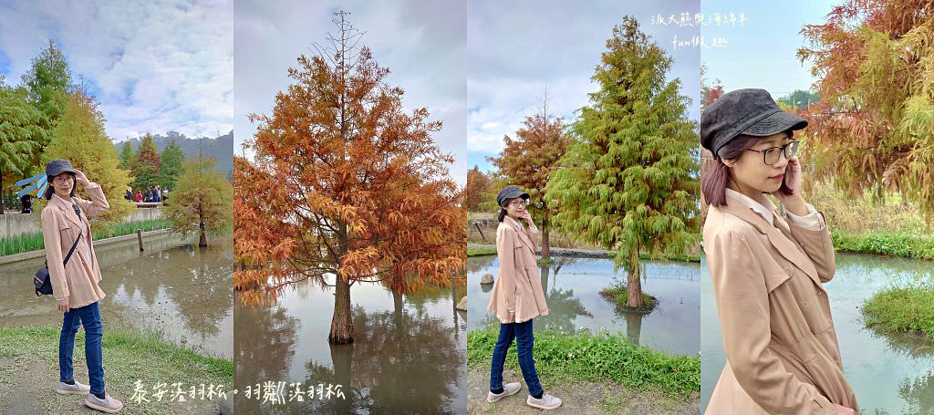 臺中后里泰安落羽松。羽粼落羽松