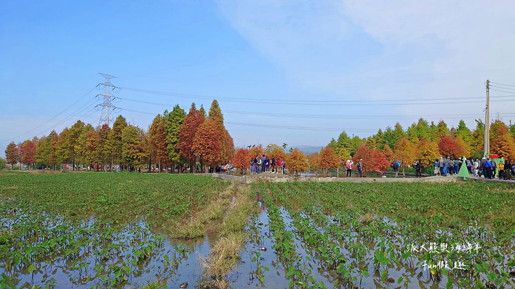 臺中后里泰安落羽松。羽粼落羽松｜冬季限定的落羽松秘境、交錯漸層色彩倒映湖面如詩又如畫～大約12月開始變色!