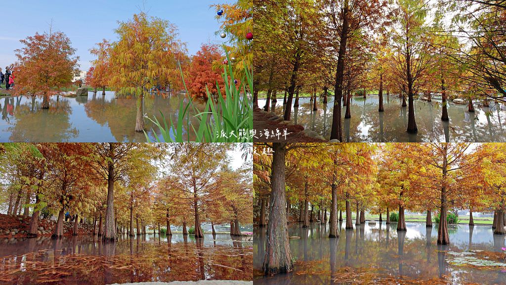 臺中后里泰安落羽松。羽粼落羽松｜冬季限定的落羽松秘境、交錯漸層色彩倒映湖面如詩又如畫～大約12月開始變色!