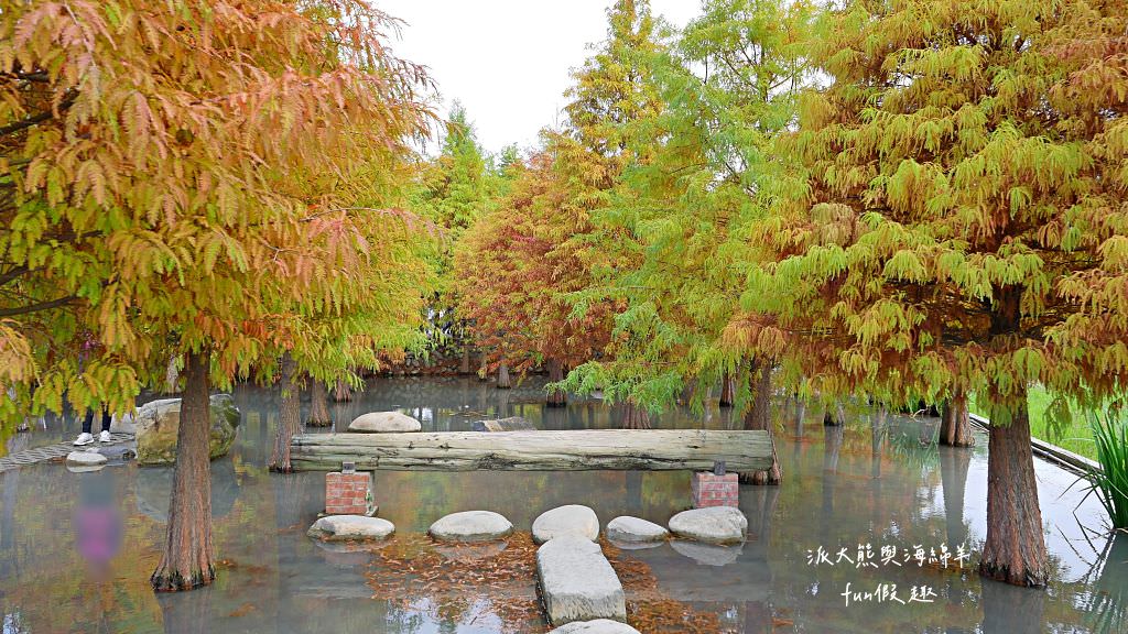 臺中后里泰安落羽松。羽粼落羽松｜冬季限定的落羽松秘境、交錯漸層色彩倒映湖面如詩又如畫～大約12月開始變色!