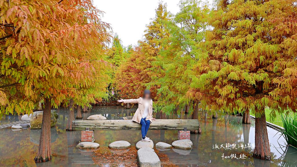 臺中后里泰安落羽松。羽粼落羽松｜冬季限定的落羽松秘境、交錯漸層色彩倒映湖面如詩又如畫～大約12月開始變色!