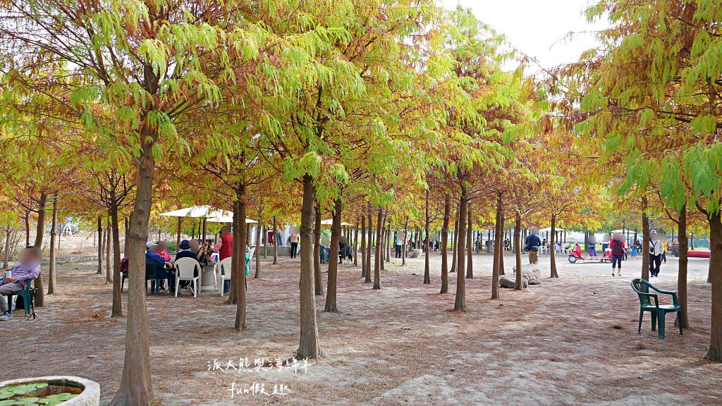 臺中后里泰安落羽松。羽粼落羽松｜冬季限定的落羽松秘境、交錯漸層色彩倒映湖面如詩又如畫～大約12月開始變色!