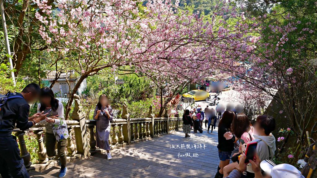 內湖碧山巖櫻花步道｜免出國也可享受粉嫩櫻花與寺廟步道結合的浪漫風景!110