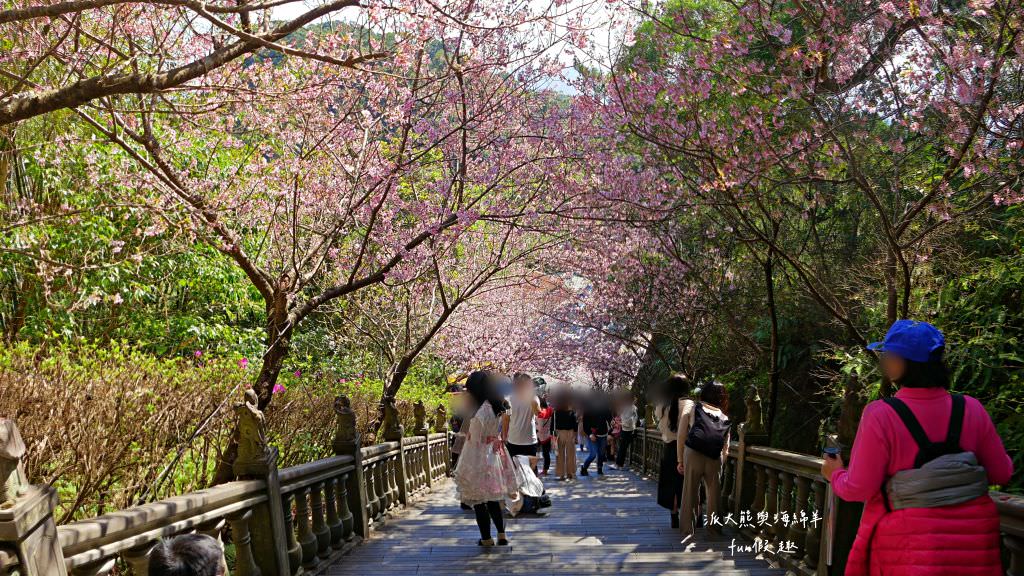 內湖碧山巖櫻花步道｜免出國也可享受粉嫩櫻花與寺廟步道結合的浪漫風景!110