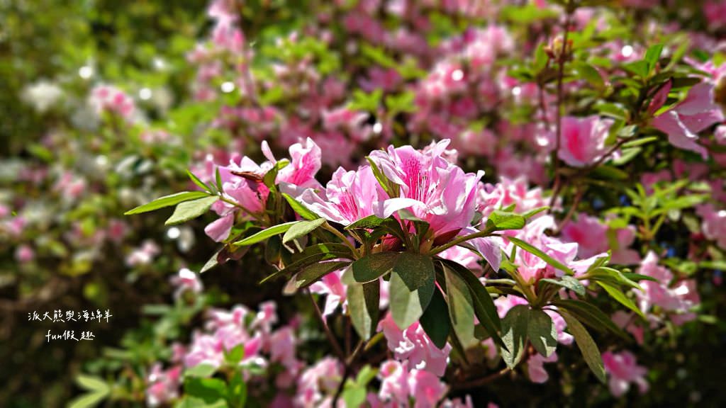 內湖碧山巖櫻花步道｜免出國也可享受粉嫩櫻花與寺廟步道結合的浪漫風景!110