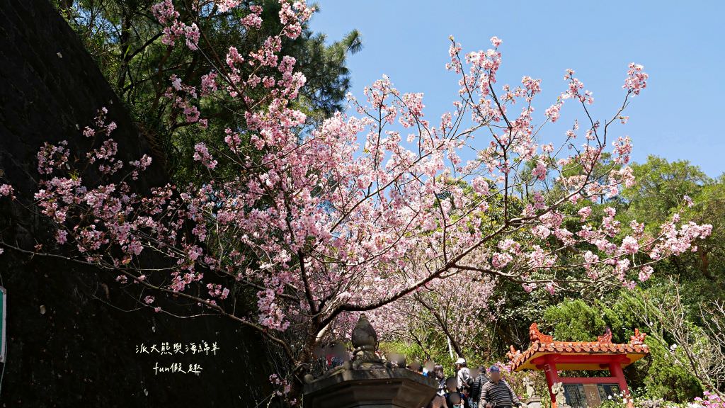 內湖碧山巖櫻花步道｜免出國也可享受粉嫩櫻花與寺廟步道結合的浪漫風景!110