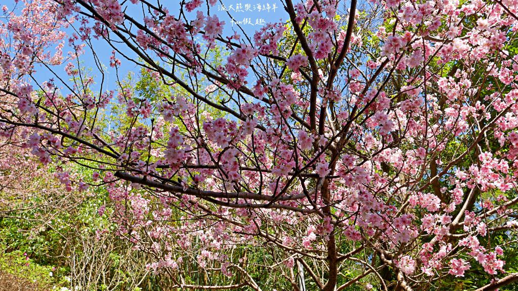 內湖碧山巖櫻花步道｜免出國也可享受粉嫩櫻花與寺廟步道結合的浪漫風景!110