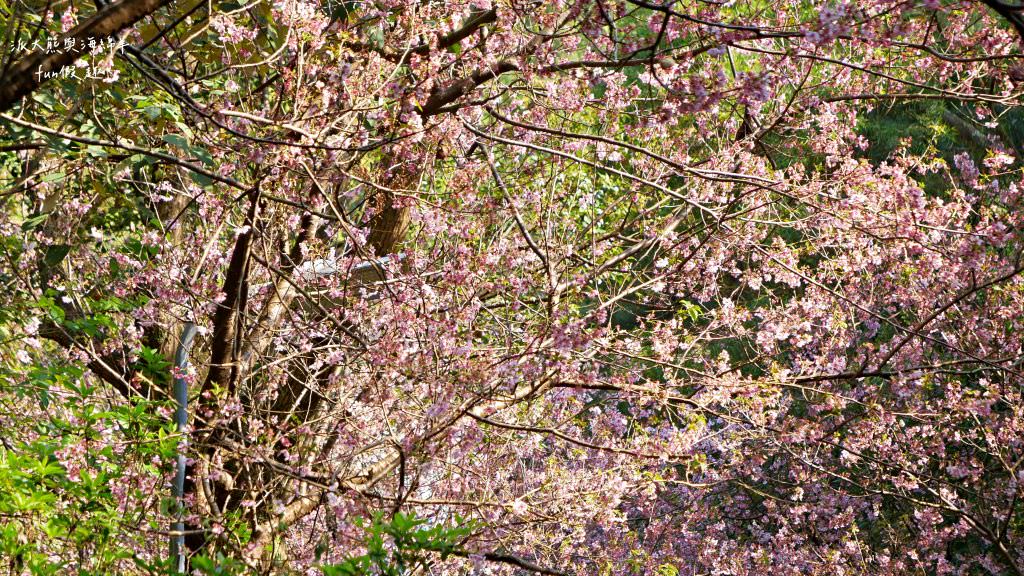 內湖碧山巖櫻花步道｜免出國也可享受粉嫩櫻花與寺廟步道結合的浪漫風景!110