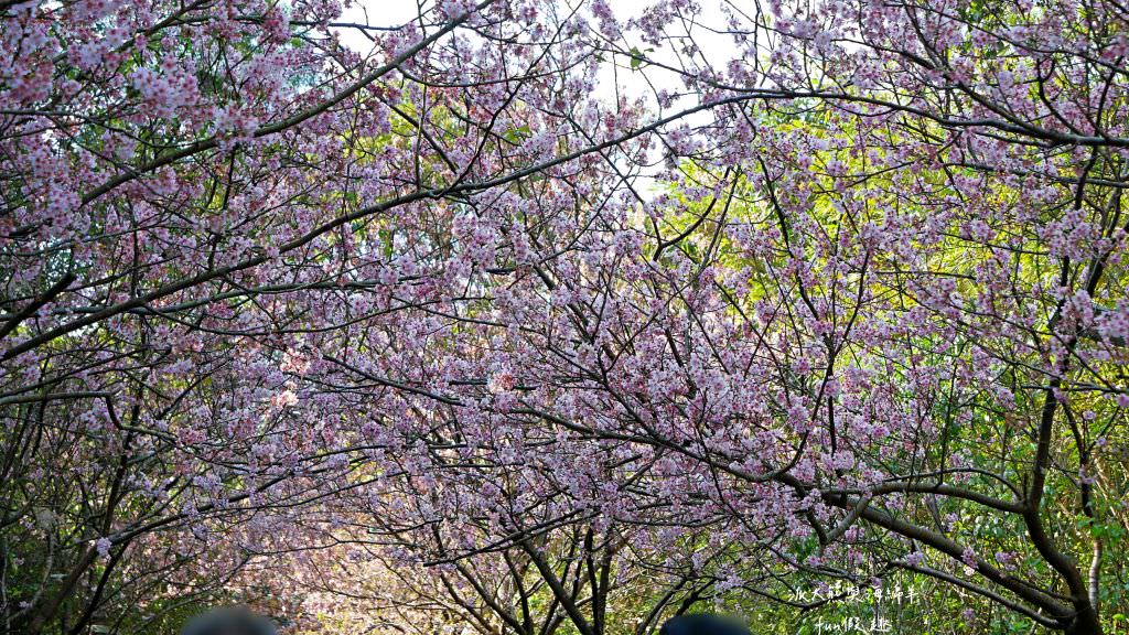 內湖碧山巖櫻花步道｜免出國也可享受粉嫩櫻花與寺廟步道結合的浪漫風景!110