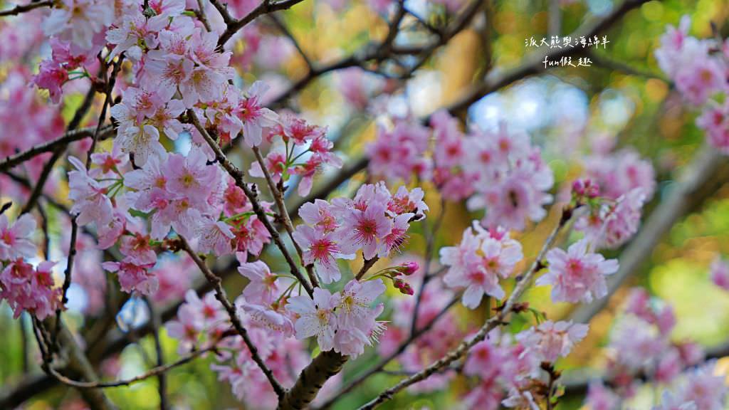 內湖碧山巖櫻花步道｜免出國也可享受粉嫩櫻花與寺廟步道結合的浪漫風景!110