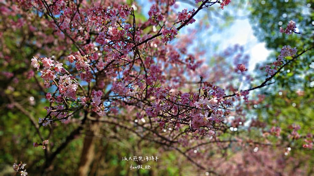 內湖碧山巖櫻花步道｜免出國也可享受粉嫩櫻花與寺廟步道結合的浪漫風景!110