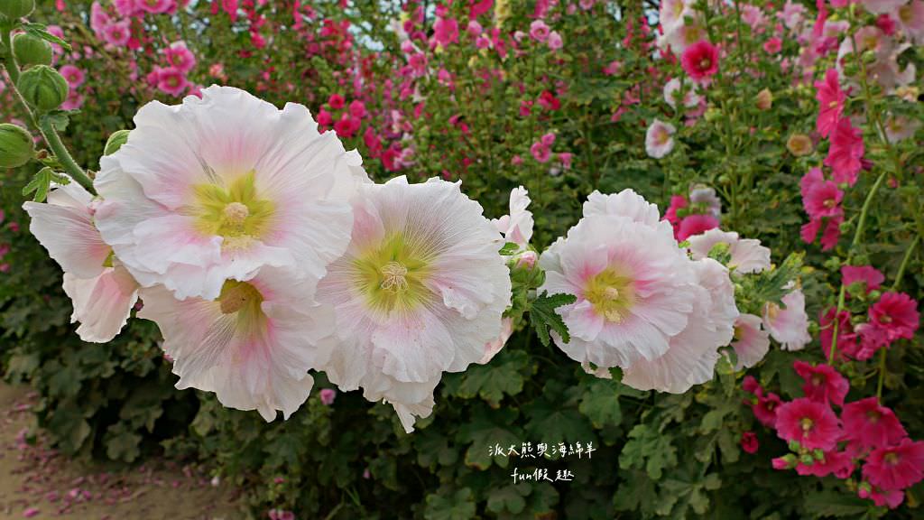 學甲蜀葵花文化節★4月花況.臺南學甲年度盛事.欣賞五顏六色的蜀葵花、鼠尾草、百日草、雞冠花、萬壽菊描繪出光華里民活動中心最美的必逛花海,也別忘了品嘗學甲必吃的美食唷!來個學甲一日遊吧~ - 第80張圖 學甲蜀葵花文化節★4月花況.臺南學甲年度盛事.欣賞五顏六色的蜀葵花、鼠尾草、百日草、雞冠花、萬壽菊描繪出光華里民活動中心最美的必逛花海,也別忘了品嘗學甲必吃的美食唷!來個學甲一日遊吧~