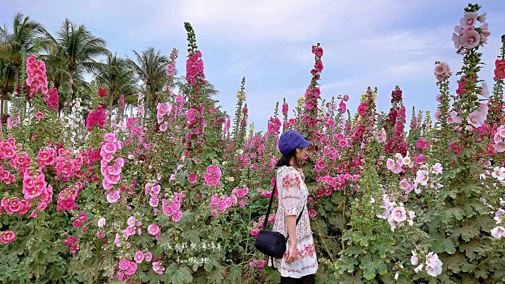 學甲蜀葵花文化節★4月花況.臺南學甲年度盛事.欣賞五顏六色的蜀葵花、鼠尾草、百日草、雞冠花、萬壽菊描繪出光華里民活動中心最美的必逛花海,也別忘了品嘗學甲必吃的美食唷!來個學甲一日遊吧~ - 第82張圖 學甲蜀葵花文化節★4月花況.臺南學甲年度盛事.欣賞五顏六色的蜀葵花、鼠尾草、百日草、雞冠花、萬壽菊描繪出光華里民活動中心最美的必逛花海,也別忘了品嘗學甲必吃的美食唷!來個學甲一日遊吧~