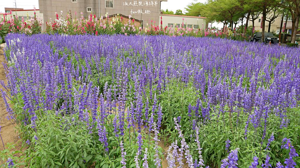 學甲蜀葵花文化節★4月花況．臺南學甲年度盛事．欣賞五顏六色的蜀葵花、鼠尾草、百日草、雞冠花、萬壽菊描繪出光華里民活動中心最美的必逛花海，也別忘了品嘗學甲必吃的美食唷!來個學甲一日遊吧～