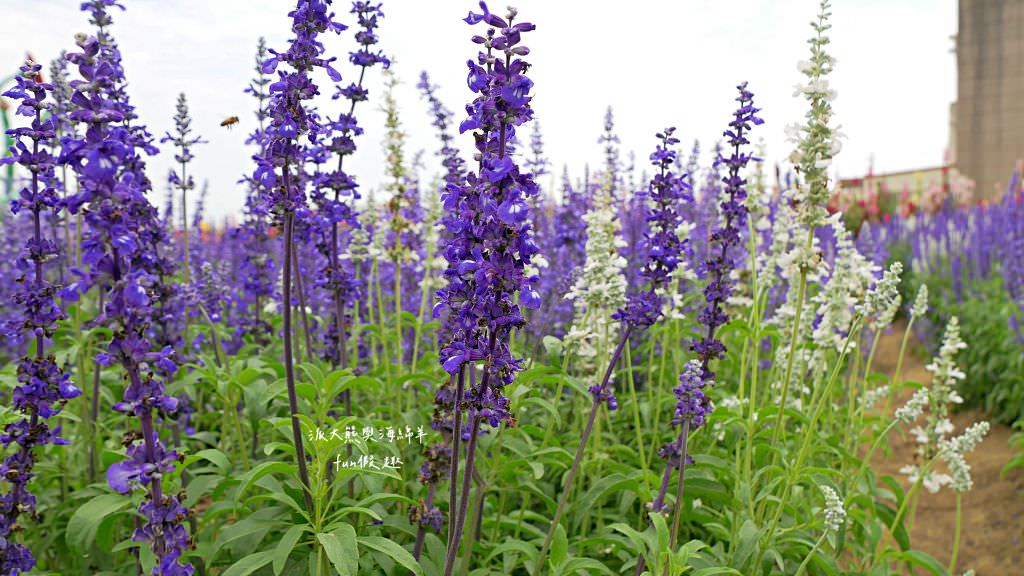 學甲蜀葵花文化節★4月花況.臺南學甲年度盛事.欣賞五顏六色的蜀葵花、鼠尾草、百日草、雞冠花、萬壽菊描繪出光華里民活動中心最美的必逛花海,也別忘了品嘗學甲必吃的美食唷!來個學甲一日遊吧~ - 第85張圖 學甲蜀葵花文化節★4月花況.臺南學甲年度盛事.欣賞五顏六色的蜀葵花、鼠尾草、百日草、雞冠花、萬壽菊描繪出光華里民活動中心最美的必逛花海,也別忘了品嘗學甲必吃的美食唷!來個學甲一日遊吧~