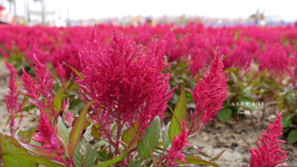 學甲蜀葵花文化節★4月花況．臺南學甲年度盛事．欣賞五顏六色的蜀葵花、鼠尾草、百日草、雞冠花、萬壽菊描繪出光華里民活動中心最美的必逛花海，也別忘了品嘗學甲必吃的美食唷!來個學甲一日遊吧～