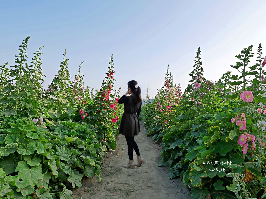 學甲蜀葵花文化節★4月花況.臺南學甲年度盛事.欣賞五顏六色的蜀葵花、鼠尾草、百日草、雞冠花、萬壽菊描繪出光華里民活動中心最美的必逛花海,也別忘了品嘗學甲必吃的美食唷!來個學甲一日遊吧~ - 第63張圖 學甲蜀葵花文化節★4月花況.臺南學甲年度盛事.欣賞五顏六色的蜀葵花、鼠尾草、百日草、雞冠花、萬壽菊描繪出光華里民活動中心最美的必逛花海,也別忘了品嘗學甲必吃的美食唷!來個學甲一日遊吧~
