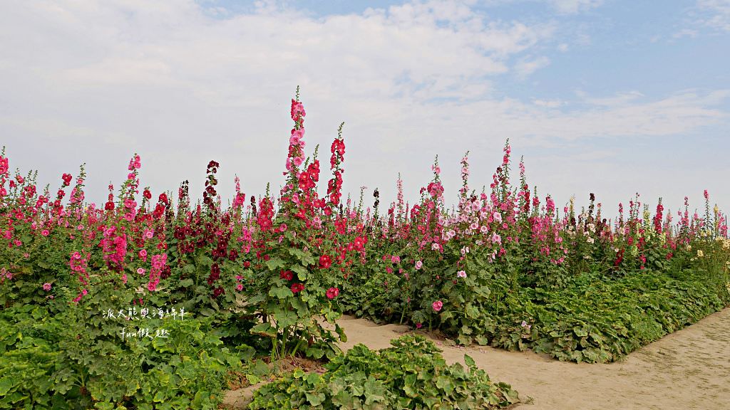 學甲蜀葵花文化節★4月花況．臺南學甲年度盛事．欣賞五顏六色的蜀葵花、鼠尾草、百日草、雞冠花、萬壽菊描繪出光華里民活動中心最美的必逛花海，也別忘了品嘗學甲必吃的美食唷!來個學甲一日遊吧～