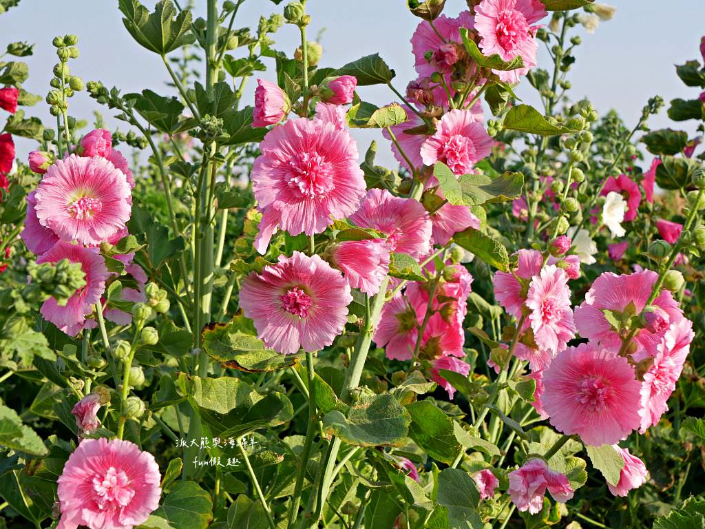 學甲蜀葵花文化節★4月花況.臺南學甲年度盛事.欣賞五顏六色的蜀葵花、鼠尾草、百日草、雞冠花、萬壽菊描繪出光華里民活動中心最美的必逛花海,也別忘了品嘗學甲必吃的美食唷!來個學甲一日遊吧~ - 第62張圖 學甲蜀葵花文化節★4月花況.臺南學甲年度盛事.欣賞五顏六色的蜀葵花、鼠尾草、百日草、雞冠花、萬壽菊描繪出光華里民活動中心最美的必逛花海,也別忘了品嘗學甲必吃的美食唷!來個學甲一日遊吧~