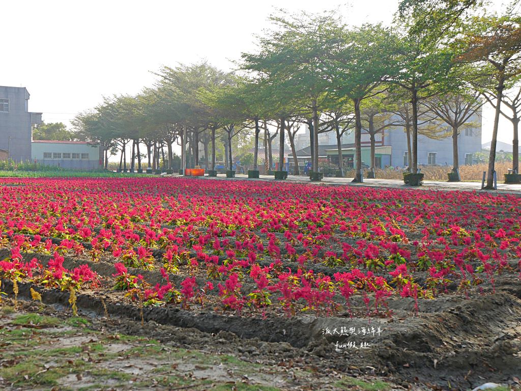 學甲蜀葵花文化節★4月花況．臺南學甲年度盛事．欣賞五顏六色的蜀葵花、鼠尾草、百日草、雞冠花、萬壽菊描繪出光華里民活動中心最美的必逛花海，也別忘了品嘗學甲必吃的美食唷!來個學甲一日遊吧～
