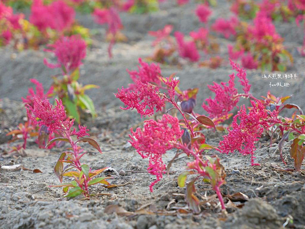 學甲蜀葵花文化節★4月花況.臺南學甲年度盛事.欣賞五顏六色的蜀葵花、鼠尾草、百日草、雞冠花、萬壽菊描繪出光華里民活動中心最美的必逛花海,也別忘了品嘗學甲必吃的美食唷!來個學甲一日遊吧~ - 第65張圖 學甲蜀葵花文化節★4月花況.臺南學甲年度盛事.欣賞五顏六色的蜀葵花、鼠尾草、百日草、雞冠花、萬壽菊描繪出光華里民活動中心最美的必逛花海,也別忘了品嘗學甲必吃的美食唷!來個學甲一日遊吧~