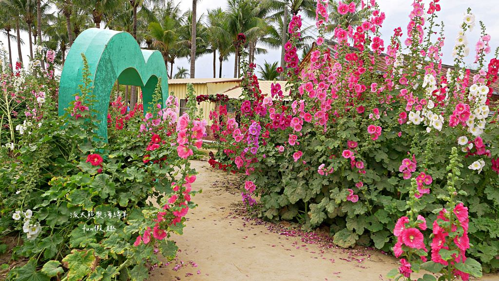 學甲蜀葵花文化節★4月花況.臺南學甲年度盛事.欣賞五顏六色的蜀葵花、鼠尾草、百日草、雞冠花、萬壽菊描繪出光華里民活動中心最美的必逛花海,也別忘了品嘗學甲必吃的美食唷!來個學甲一日遊吧~ - 第75張圖 學甲蜀葵花文化節★4月花況.臺南學甲年度盛事.欣賞五顏六色的蜀葵花、鼠尾草、百日草、雞冠花、萬壽菊描繪出光華里民活動中心最美的必逛花海,也別忘了品嘗學甲必吃的美食唷!來個學甲一日遊吧~