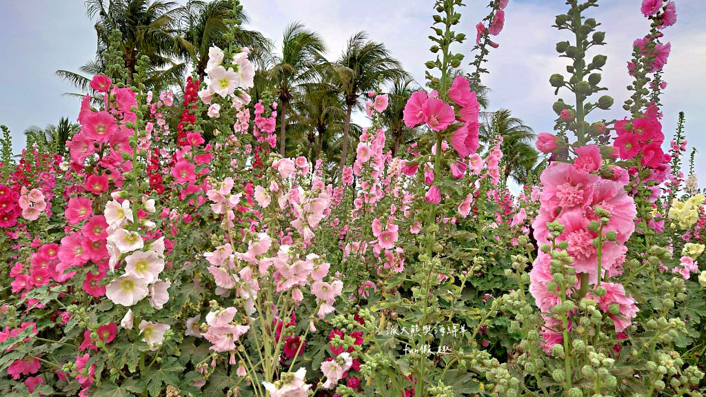 學甲蜀葵花文化節★4月花況．臺南學甲年度盛事．欣賞五顏六色的蜀葵花、鼠尾草、百日草、雞冠花、萬壽菊描繪出光華里民活動中心最美的必逛花海，也別忘了品嘗學甲必吃的美食唷!來個學甲一日遊吧～