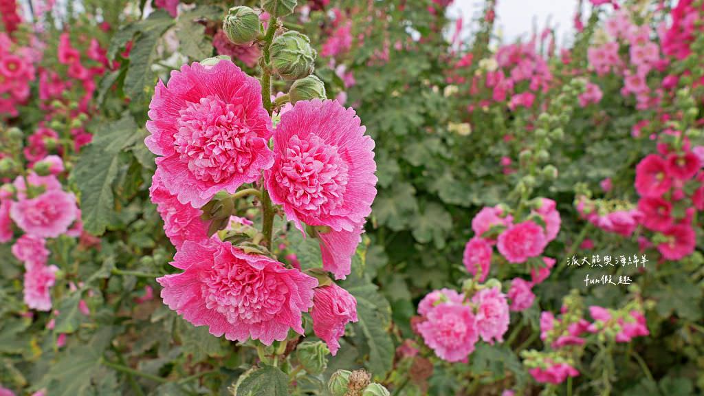 學甲蜀葵花文化節★4月花況．臺南學甲年度盛事．欣賞五顏六色的蜀葵花、鼠尾草、百日草、雞冠花、萬壽菊描繪出光華里民活動中心最美的必逛花海，也別忘了品嘗學甲必吃的美食唷!來個學甲一日遊吧～