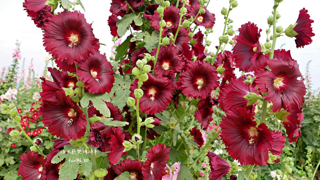 學甲蜀葵花文化節★4月花況．臺南學甲年度盛事．欣賞五顏六色的蜀葵花、鼠尾草、百日草、雞冠花、萬壽菊描繪出光華里民活動中心最美的必逛花海，也別忘了品嘗學甲必吃的美食唷!來個學甲一日遊吧～