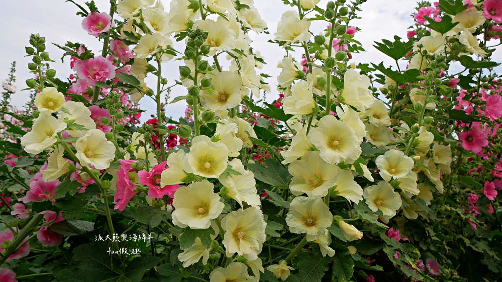 學甲蜀葵花文化節★4月花況．臺南學甲年度盛事．欣賞五顏六色的蜀葵花、鼠尾草、百日草、雞冠花、萬壽菊描繪出光華里民活動中心最美的必逛花海，也別忘了品嘗學甲必吃的美食唷!來個學甲一日遊吧～