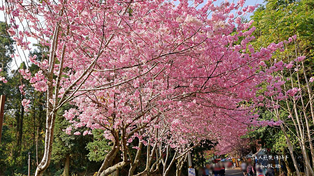 南投草坪頭櫻花．信義草坪頭玉山觀光茶園｜玉山山腰、中橫公路旁最夢幻的櫻花步道，花種繁多滿足大家賞櫻的渴望～2023草坪頭櫻花季開始囉!