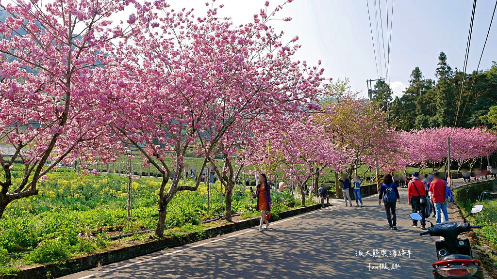 南投草坪頭櫻花．信義草坪頭玉山觀光茶園｜玉山山腰、中橫公路旁最夢幻的櫻花步道，花種繁多滿足大家賞櫻的渴望～2023草坪頭櫻花季開始囉!