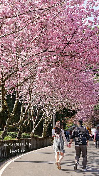 南投草坪頭櫻花．信義草坪頭玉山觀光茶園｜玉山山腰、中橫公路旁最夢幻的櫻花步道，花種繁多滿足大家賞櫻的渴望～2023草坪頭櫻花季開始囉!