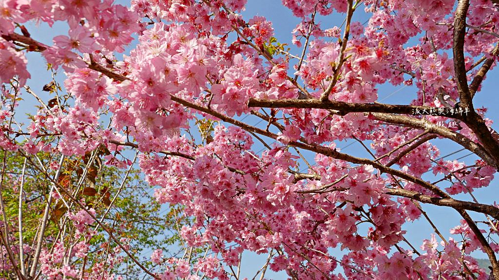 南投草坪頭櫻花．信義草坪頭玉山觀光茶園｜玉山山腰、中橫公路旁最夢幻的櫻花步道，花種繁多滿足大家賞櫻的渴望～2023草坪頭櫻花季開始囉!