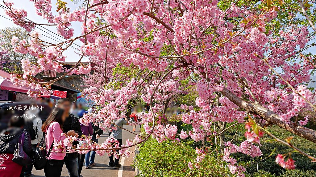 南投草坪頭櫻花．信義草坪頭玉山觀光茶園｜玉山山腰、中橫公路旁最夢幻的櫻花步道，花種繁多滿足大家賞櫻的渴望～2023草坪頭櫻花季開始囉!