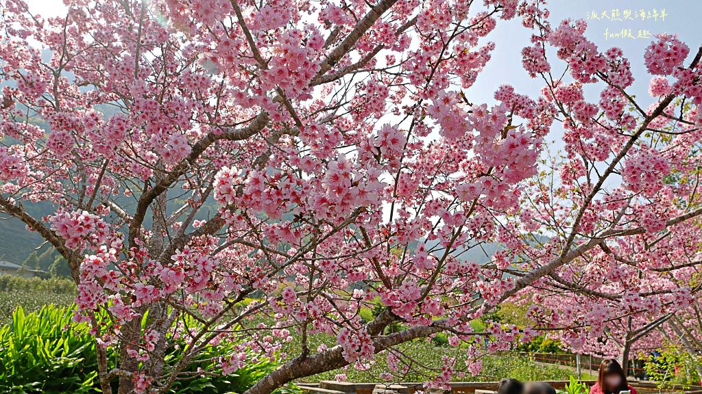 南投草坪頭櫻花．信義草坪頭玉山觀光茶園｜玉山山腰、中橫公路旁最夢幻的櫻花步道，花種繁多滿足大家賞櫻的渴望～2023草坪頭櫻花季開始囉!