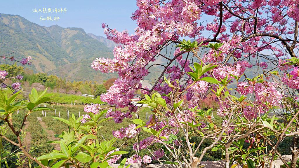 南投草坪頭櫻花．信義草坪頭玉山觀光茶園｜玉山山腰、中橫公路旁最夢幻的櫻花步道，花種繁多滿足大家賞櫻的渴望～2023草坪頭櫻花季開始囉!