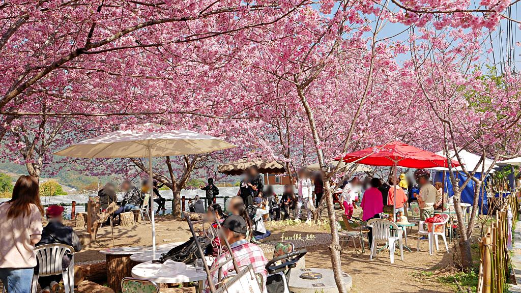 南投草坪頭櫻花．信義草坪頭玉山觀光茶園｜玉山山腰、中橫公路旁最夢幻的櫻花步道，花種繁多滿足大家賞櫻的渴望～2023草坪頭櫻花季開始囉!