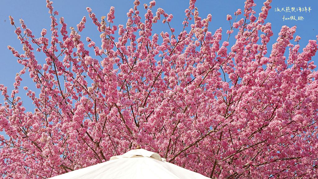 南投草坪頭櫻花．信義草坪頭玉山觀光茶園｜玉山山腰、中橫公路旁最夢幻的櫻花步道，花種繁多滿足大家賞櫻的渴望～2023草坪頭櫻花季開始囉!