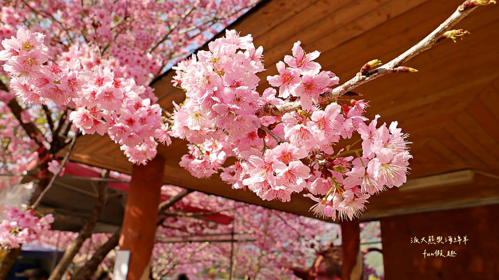 南投草坪頭櫻花．信義草坪頭玉山觀光茶園｜玉山山腰、中橫公路旁最夢幻的櫻花步道，花種繁多滿足大家賞櫻的渴望～2023草坪頭櫻花季開始囉!